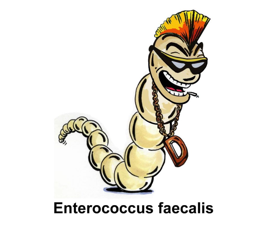 enterococcus faecalis kezelése természetesen